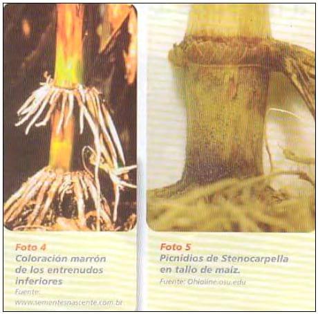 Diplodiosis, enfermedad causada por Micotoxinas en maíz, hongos en los rastrojos de maíz. Problemas en las vacas. - Image 4