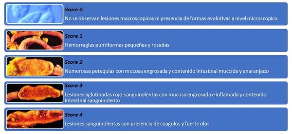 La importancia del monitoreo de la coccidiosis - Image 3
