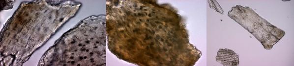 Revisión de los principales métodos de detección e identificación de proteínas animales procesadas en alimentos balanceados - Image 2