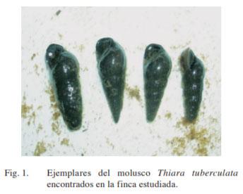 Fasciola hepatica en ganado bovino de carne en Siquirres y lesiones anatomo-histopatológicas de hígados bovinos decomisados en mataderos de Costa Rica - Image 3