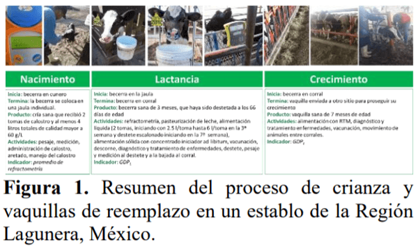 Empleo del sistema de procesos para identificar áreas de mejora para el proceso de crianza de becerras y vaquillas de reemplazo - Image 1