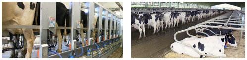 Trabajando en la calidad de leche - Image 1