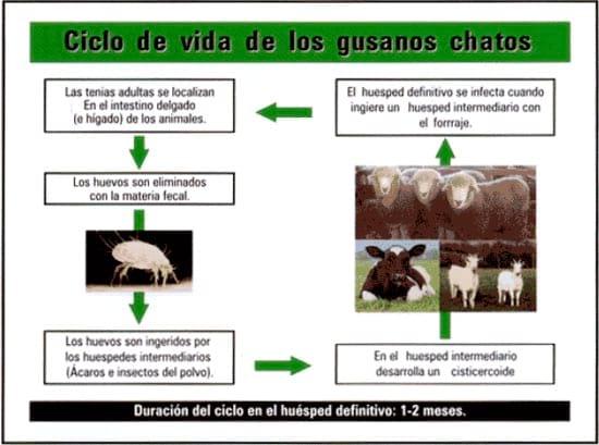 Manual técnico: Antiparasitarios Internos y endectocidas de Bovinos y Ovinos - Image 10