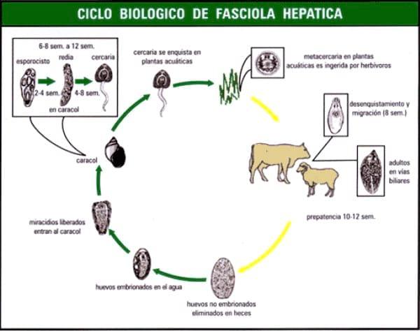 Manual técnico: Antiparasitarios Internos y endectocidas de Bovinos y Ovinos - Image 12