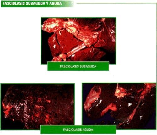 Manual técnico: Antiparasitarios Internos y endectocidas de Bovinos y Ovinos - Image 13