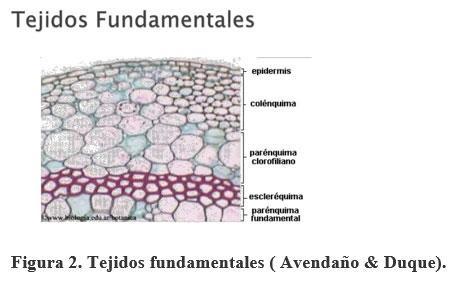Acerca de la vainica (Phaseolus vulgaris) - Image 3