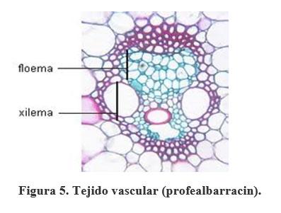 Acerca de la vainica (Phaseolus vulgaris) - Image 6