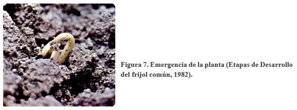 Acerca de la vainica (Phaseolus vulgaris) - Image 8