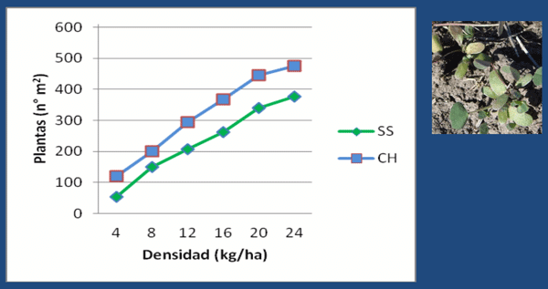 Número de plantas/m2 a los 60 DPS (30/07)