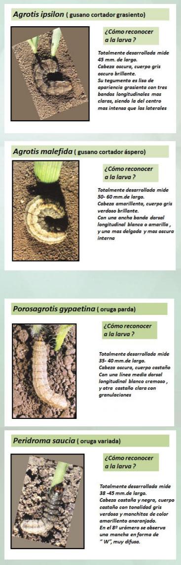 Manejo y control de orugas cortadoras. Estrategias para cultivos de verano - Image 2