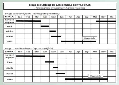 Manejo y control de orugas cortadoras. Estrategias para cultivos de verano - Image 3