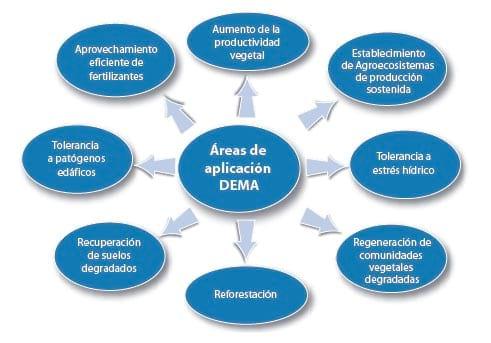 Micorriza arbuscular. Recurso microbiológico en la agricultura sostenible - Image 3