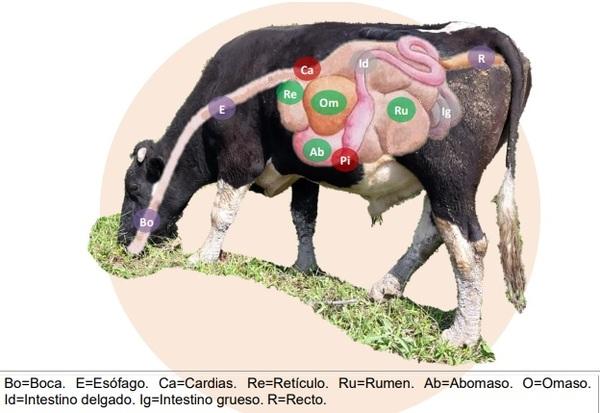 EL BOVINO LECHERO Y SU RUMEN - Image 1
