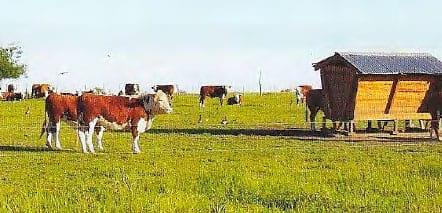 Cómo armar un feedlot ecológico - Image 1