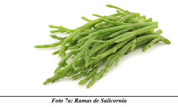También sirven para hacer cocina gourmet : DIFERENTES TIPOS DE COMIDAS GOURMET CON FORRAJES NATURALES1 - Image 11