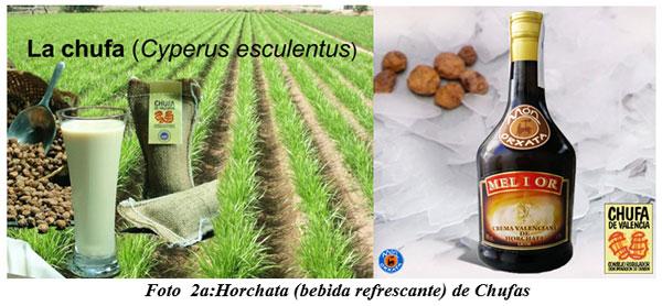 También sirven para hacer cocina gourmet : DIFERENTES TIPOS DE COMIDAS GOURMET CON FORRAJES NATURALES1 - Image 3
