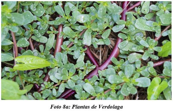 También sirven para hacer cocina gourmet : DIFERENTES TIPOS DE COMIDAS GOURMET CON FORRAJES NATURALES1 - Image 17