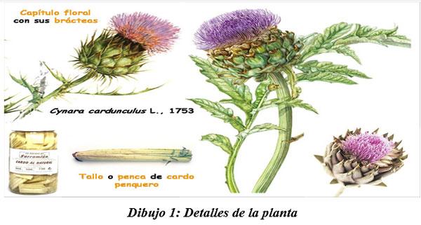 También sirven para hacer cocina gourmet : DIFERENTES TIPOS DE COMIDAS GOURMET CON FORRAJES NATURALES1 - Image 1