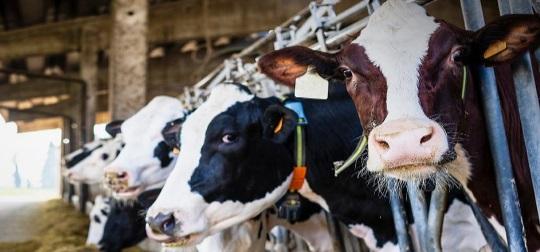 Diez formas de mejorar el rendimiento de la lactancia temprana y la producción máxima de leche - Image 1