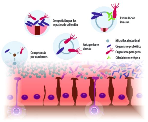 Prebióticos, Probióticos & Simbióticos en nutrición y salud animal - Image 2