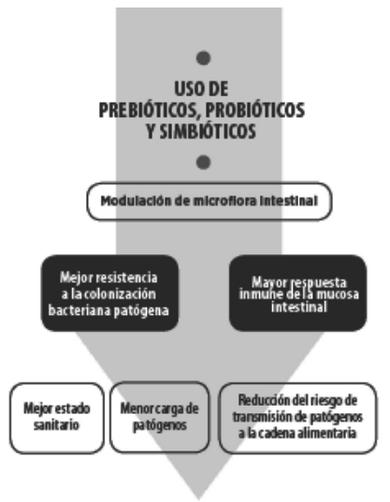Prebióticos, Probióticos & Simbióticos en nutrición y salud animal - Image 1