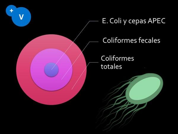La contaminación del agua de bebida como factor de riesgo de la colibacilosis - Image 2