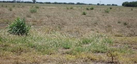 El avance de las malezas resistentes a herbicidas en los sistemas agrícolas. ¿Podremos controlarlas? - Image 2