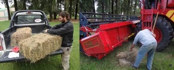El avance de las malezas resistentes a herbicidas en los sistemas agrícolas. ¿Podremos controlarlas? - Image 9
