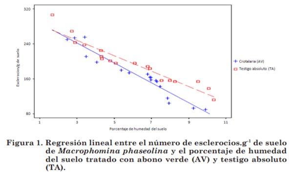 Efecto del abono verde y Trichoderma harzianum sobre la población de esclerocios y la incidencia Macrophomina phaseolina en ajonjolí - Image 2