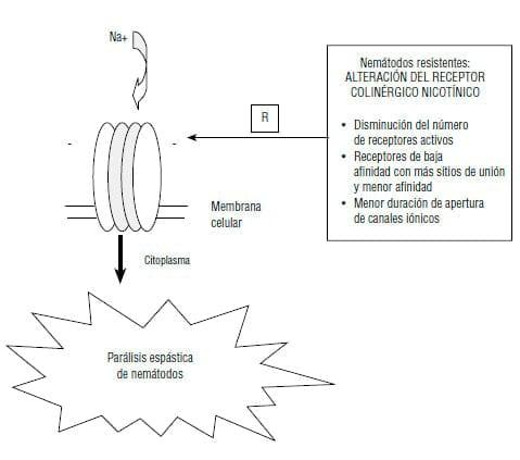 Resistencia a los antihelmínticos: origen, desarrollo y control - Image 5