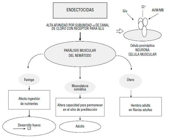 Resistencia a los antihelmínticos: origen, desarrollo y control - Image 2