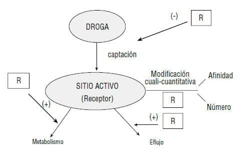 Resistencia a los antihelmínticos: origen, desarrollo y control - Image 4