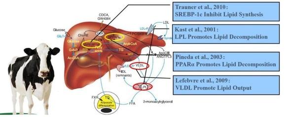 Efectos de los ácidos biliares sobre anomalías metabólicas y disfunciones hepáticas en vacas lecheras - Image 1