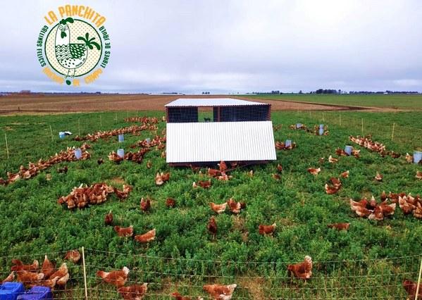 Avicultura Alternativa en Argentina - Image 3