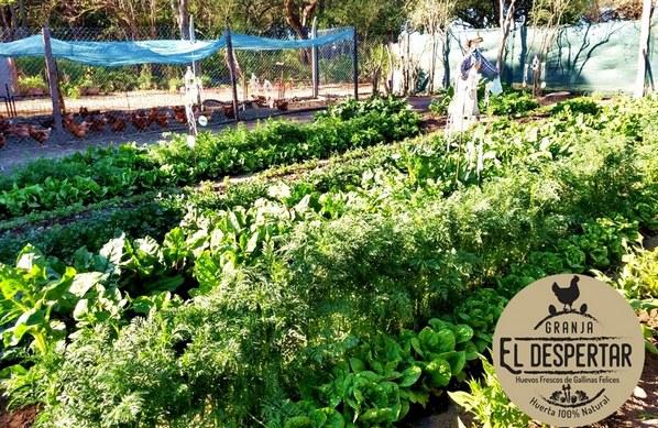 Avicultura Alternativa en Argentina - Image 2