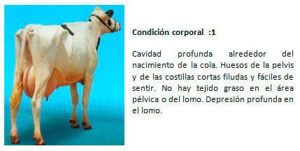 Manual de manejo y de alimentación de vacunos II: Manejo y Alimentación de vacas productoras de leche en sistemas intensivos - Image 10