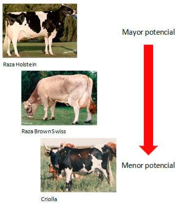 Manual de manejo y de alimentación de vacunos II: Manejo y Alimentación de vacas productoras de leche en sistemas intensivos - Image 2