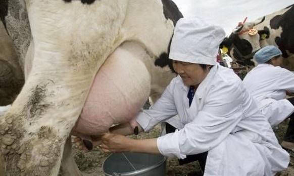 La Cetosis en vacas lecheras - Image 1