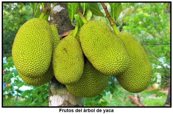 EL ARB0L DE YACA (Artocarpus heterophyllus), UNA ESPECIE DE USOS MÚLTIPLES PARA EL TROPICO CENTROAMERICANO - Image 2
