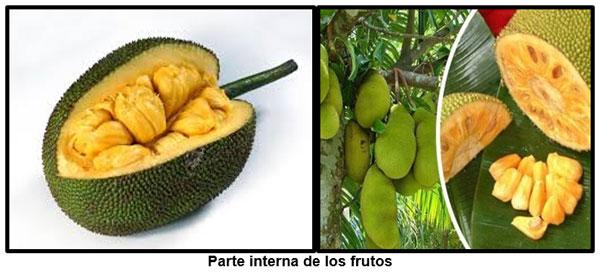 EL ARB0L DE YACA (Artocarpus heterophyllus), UNA ESPECIE DE USOS MÚLTIPLES PARA EL TROPICO CENTROAMERICANO - Image 3