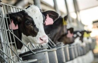Manejo Nutricional y Estrés Calórico, las principales causas de infertilidad en los hatos - Image 1