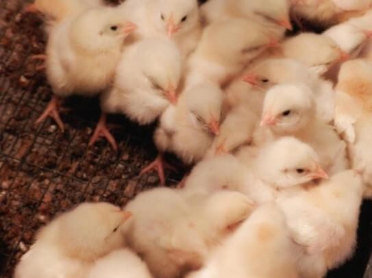 Integradores Avícolas: ¿desean aumentar sus ingresos y ganancias? optimicen la conversión del alimento - Image 1