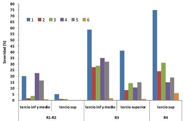 Efecto de fungicidas foliares y momento de aplicación sobre la severidad de tizón foliar y enfermedades de raíz y tallo en maíz - Image 7