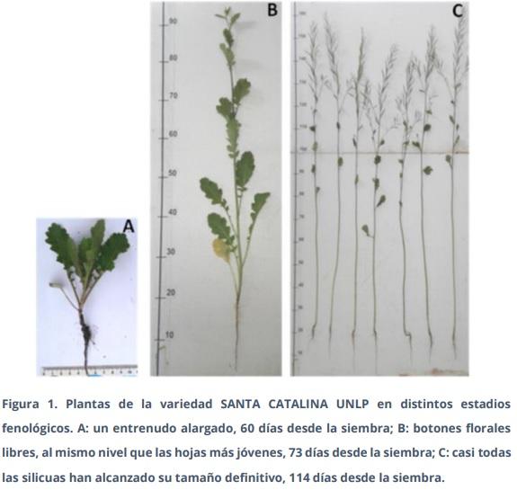 Obtención de la primera variedad argentina de mostaza india: SANTA CATALINA UNLP, para su utilización como biofumigante - Image 1