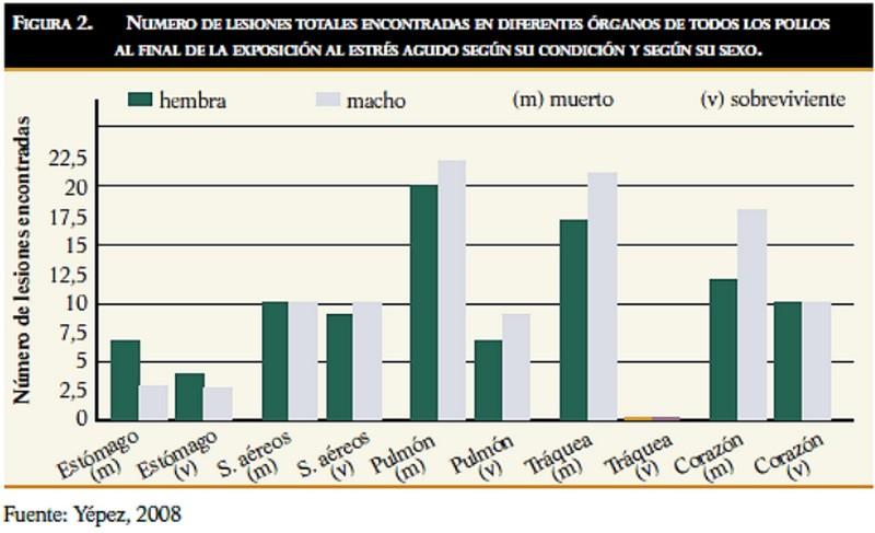 Efectos del estrés térmico sobre la calidad de la carne en los pollos de engorde - Image 3