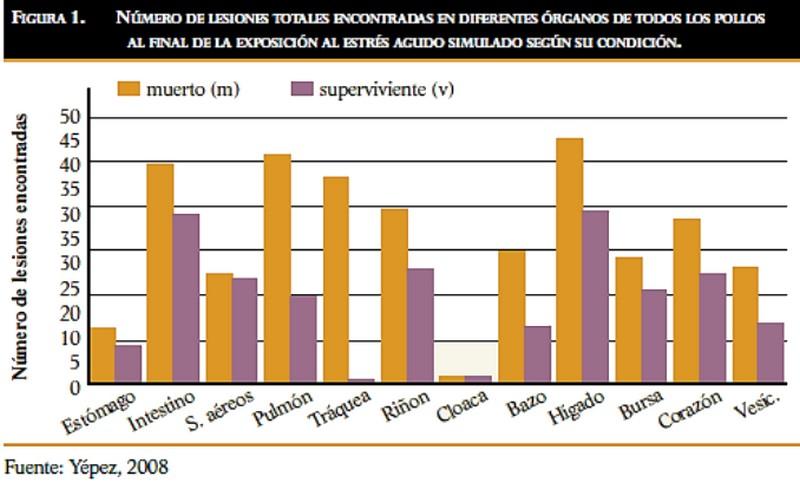 Efectos del estrés térmico sobre la calidad de la carne en los pollos de engorde - Image 1