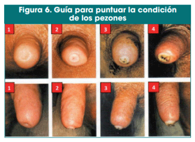 Figura 6. Guía para puntuar la condición de los pezones