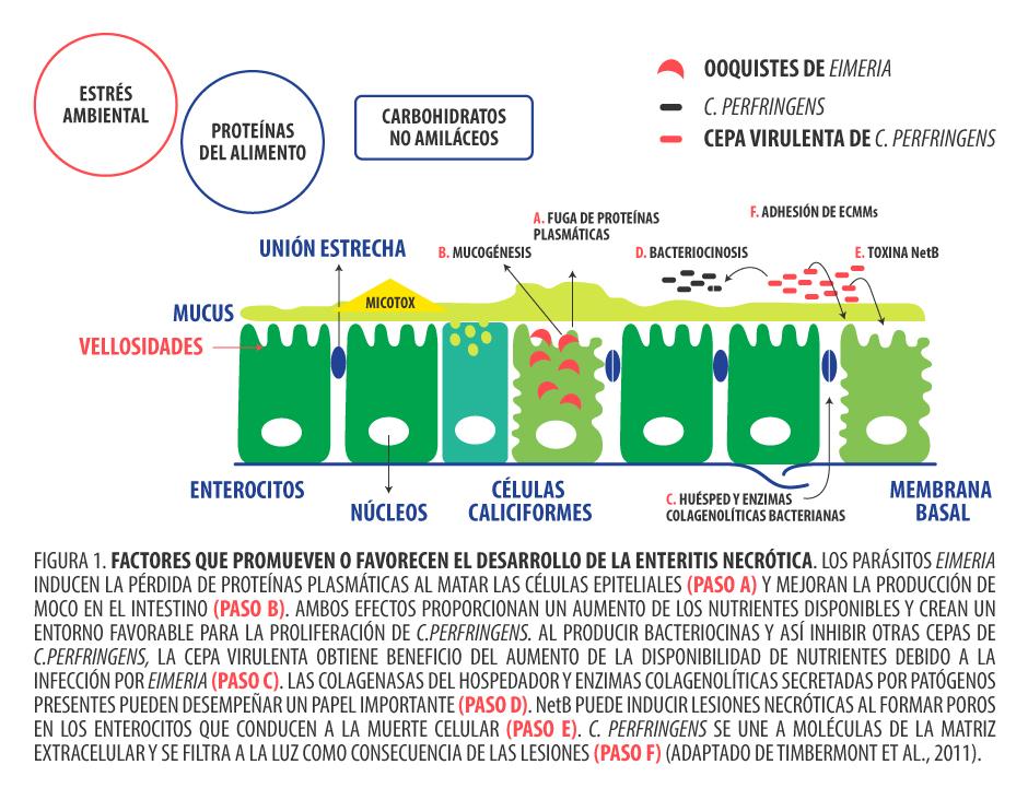 Alternativas naturales a los promotores de crecimiento y su eficacia contra la enteritis necrótica en pollo de engorda - Image 4