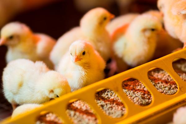 Alternativas naturales a los promotores de crecimiento y su eficacia contra la enteritis necrótica en pollo de engorda - Image 6