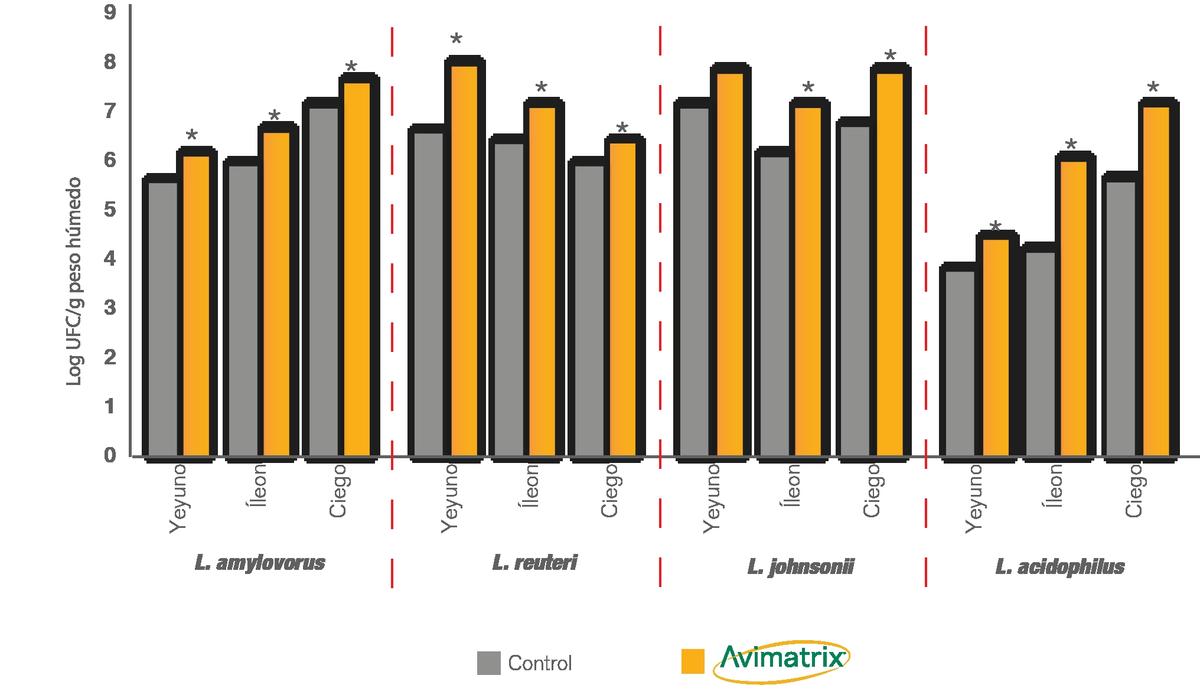 Modulación positiva de la microbiota intestinal de las aves - Image 1